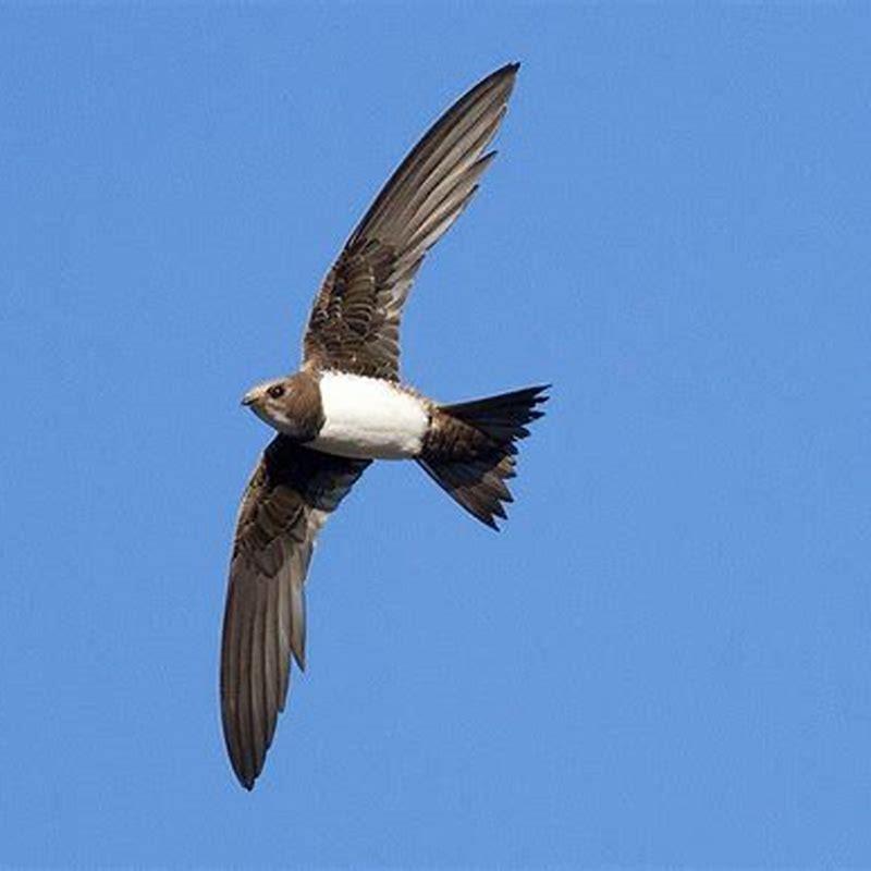 What kind of bird is a swift? - DIY Seattle