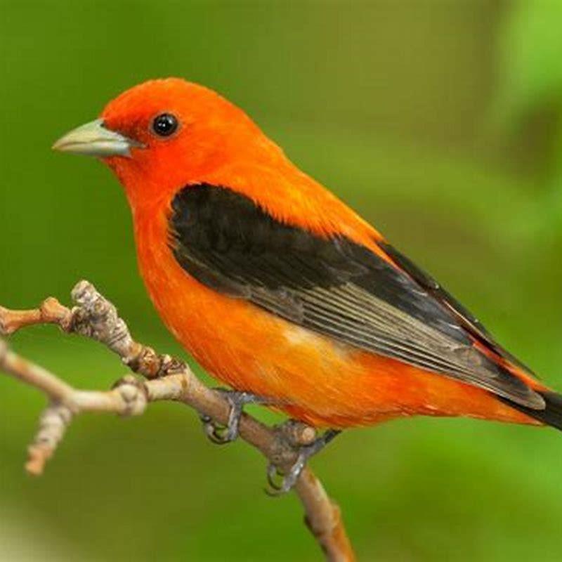 What kind of bird is a tanager? - DIY Seattle