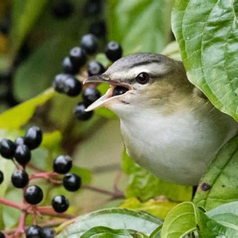 What kind of bird is a Vireo?