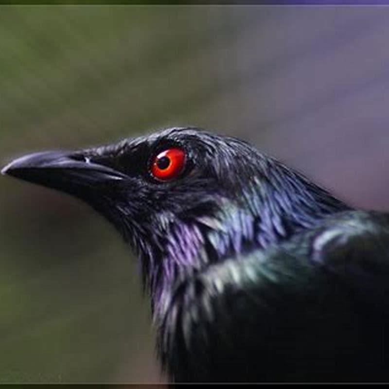 What kind of bird is black with red eyes?