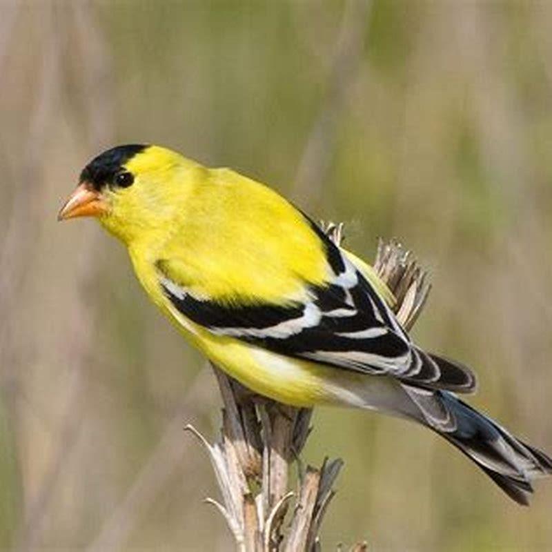 What kind of bird is goldfinch?