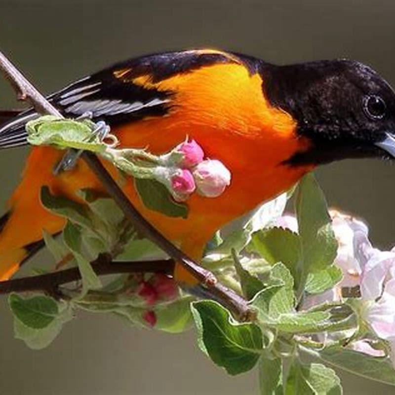What kind of bird is orange and yellow?