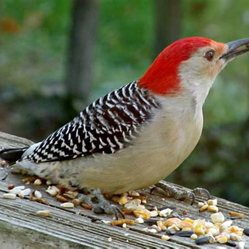 What kind of bird is small with a redhead?