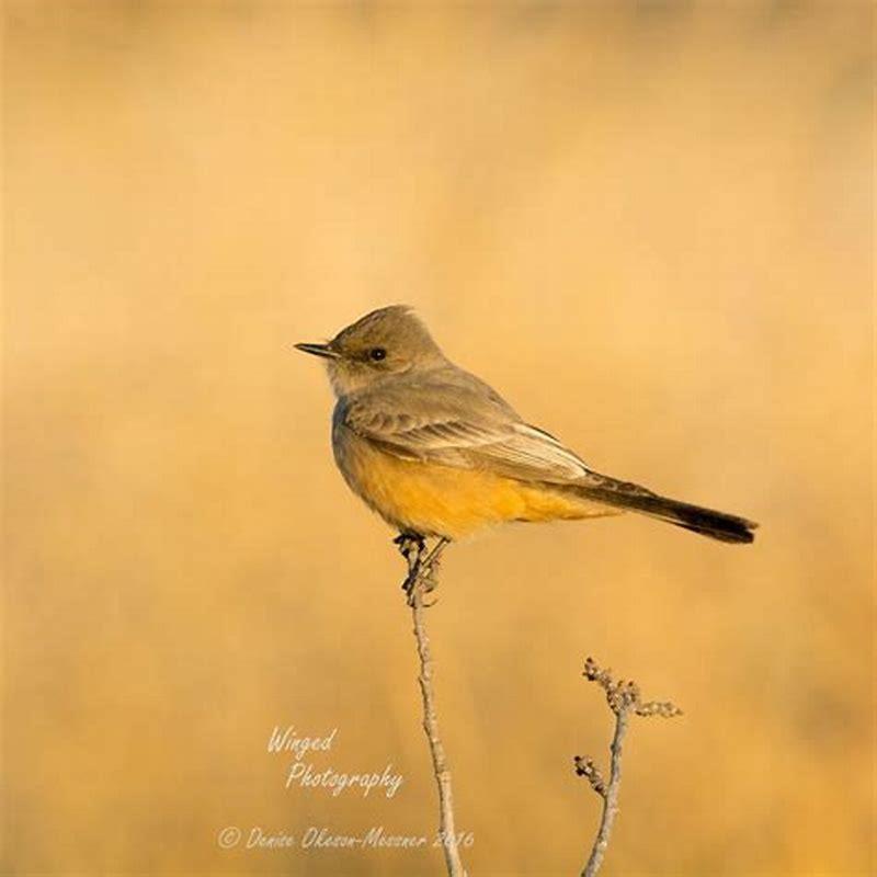 What kind of bird says phoebe?