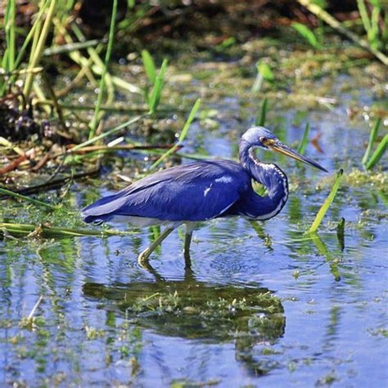 What kind of birds are in swamps? - DIY Seattle