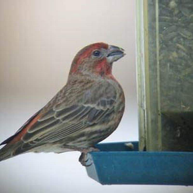 What kind of birds eat mulberry?
