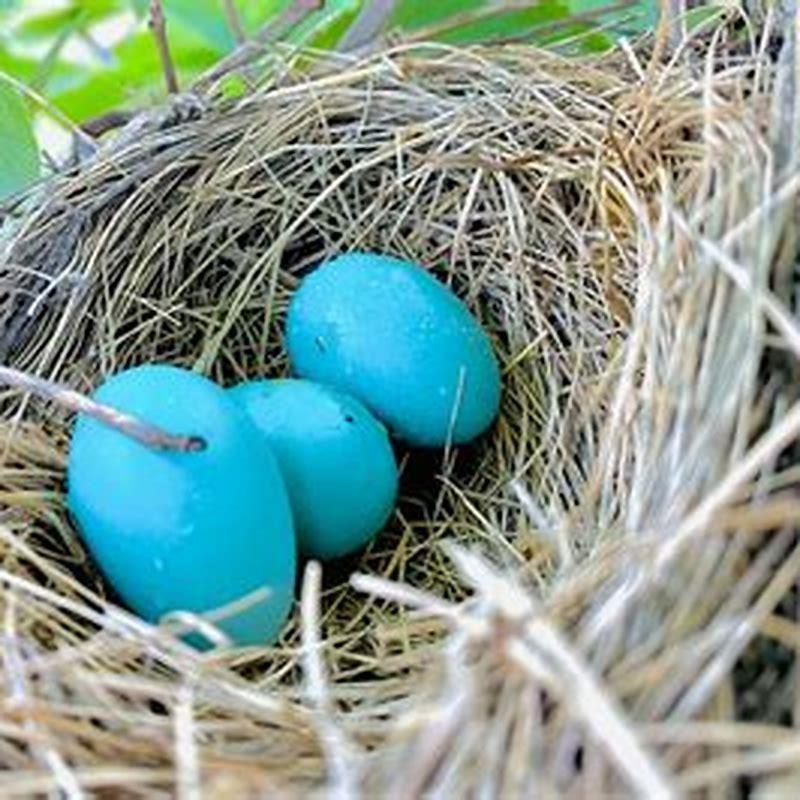 What kind of birds lay white eggs? - DIY Seattle