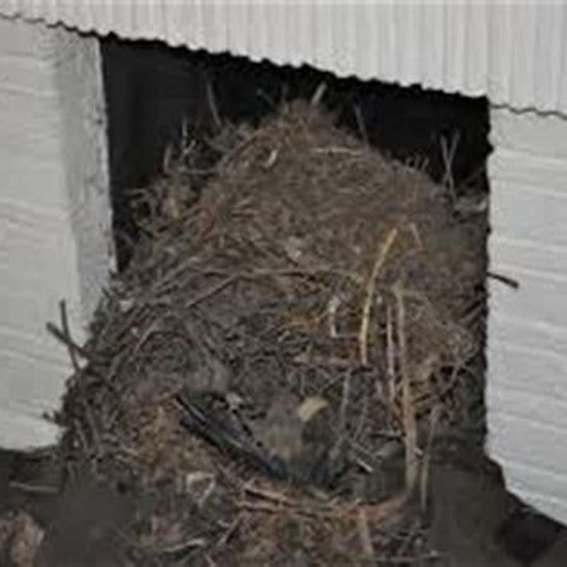 What kind of birds nest in a chimney? - DIY Seattle