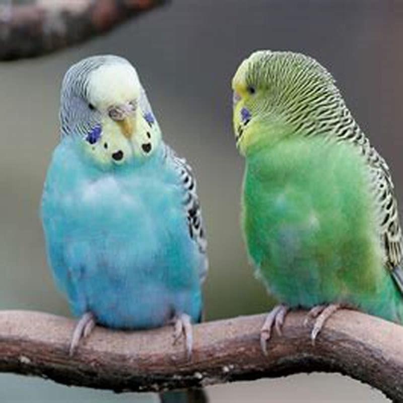 What kind of parakeets talk? - DIY Seattle