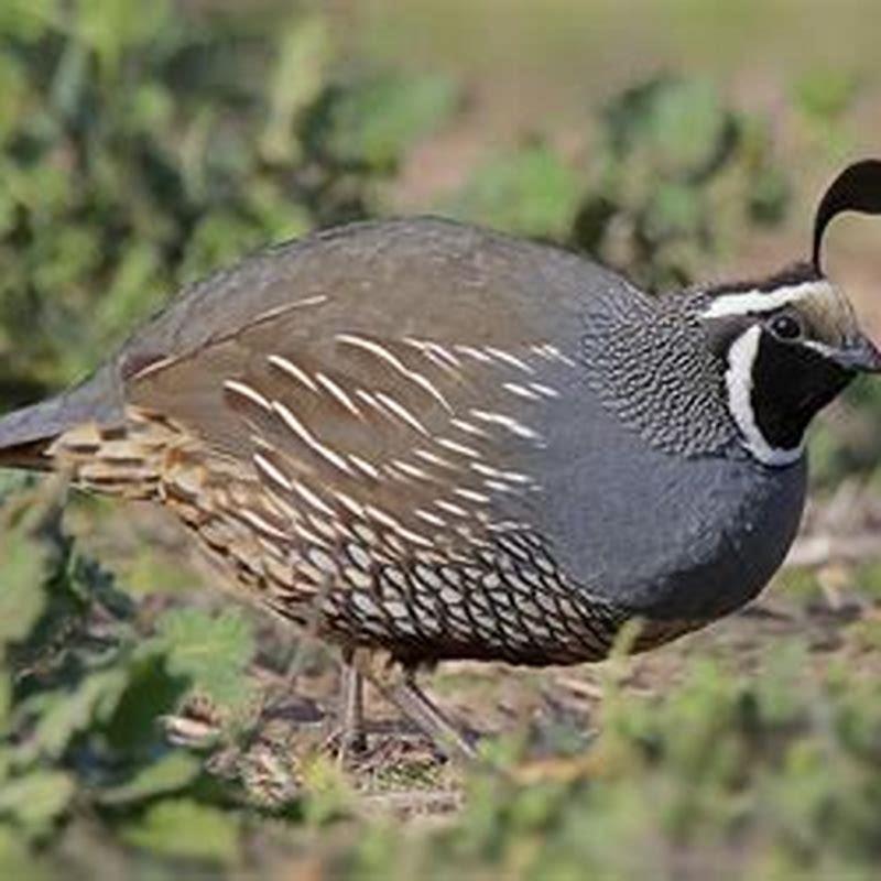 What Kind Of Birds Live At The Beach