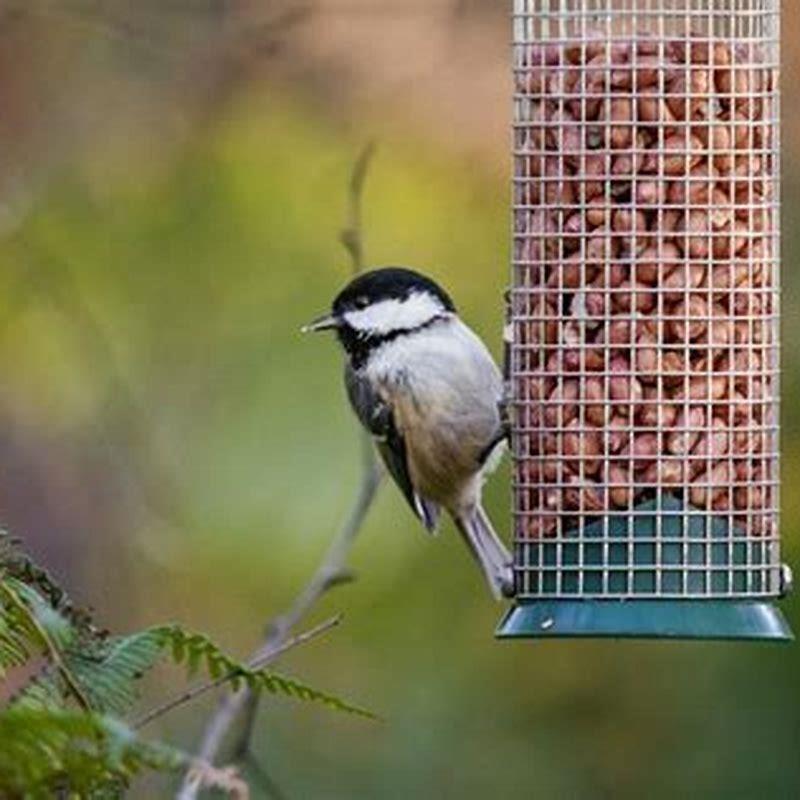 What kinds of birds like peanuts? - DIY Seattle