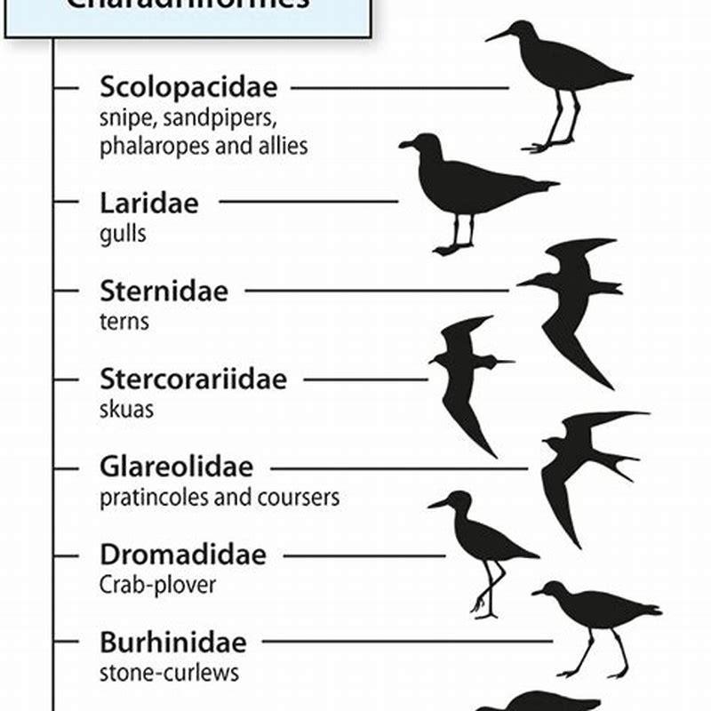 What kingdom do birds belong to?