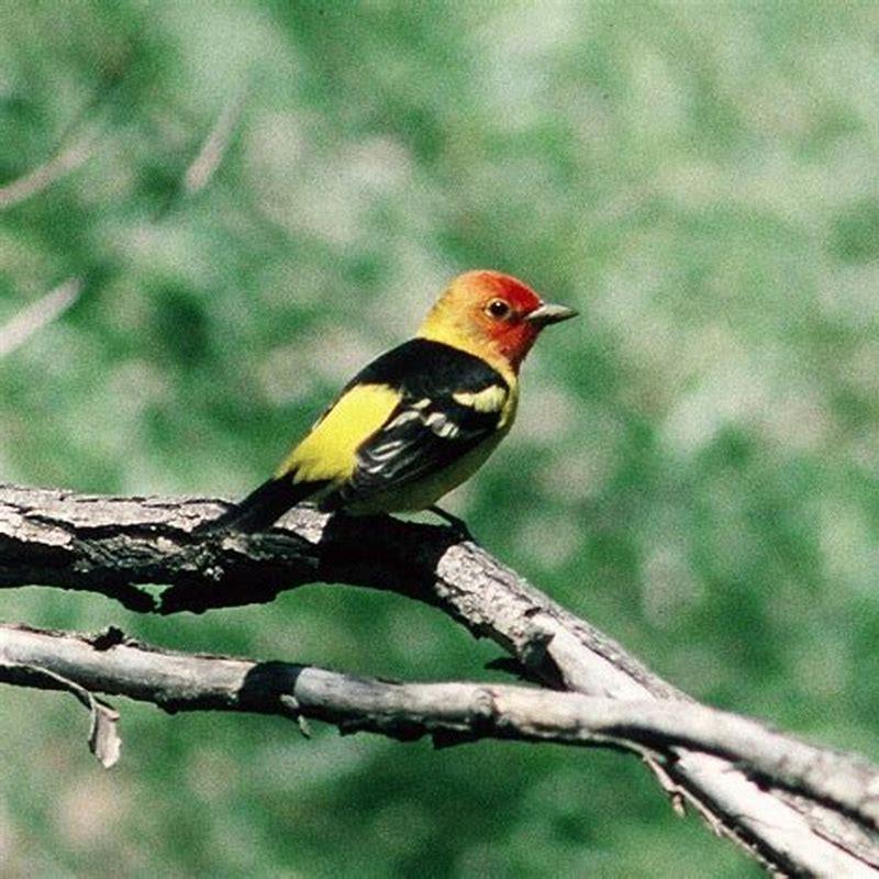 What makes a tanager a tanager?