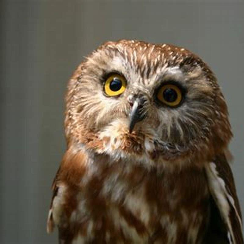 What makes barn owls different from other owls?