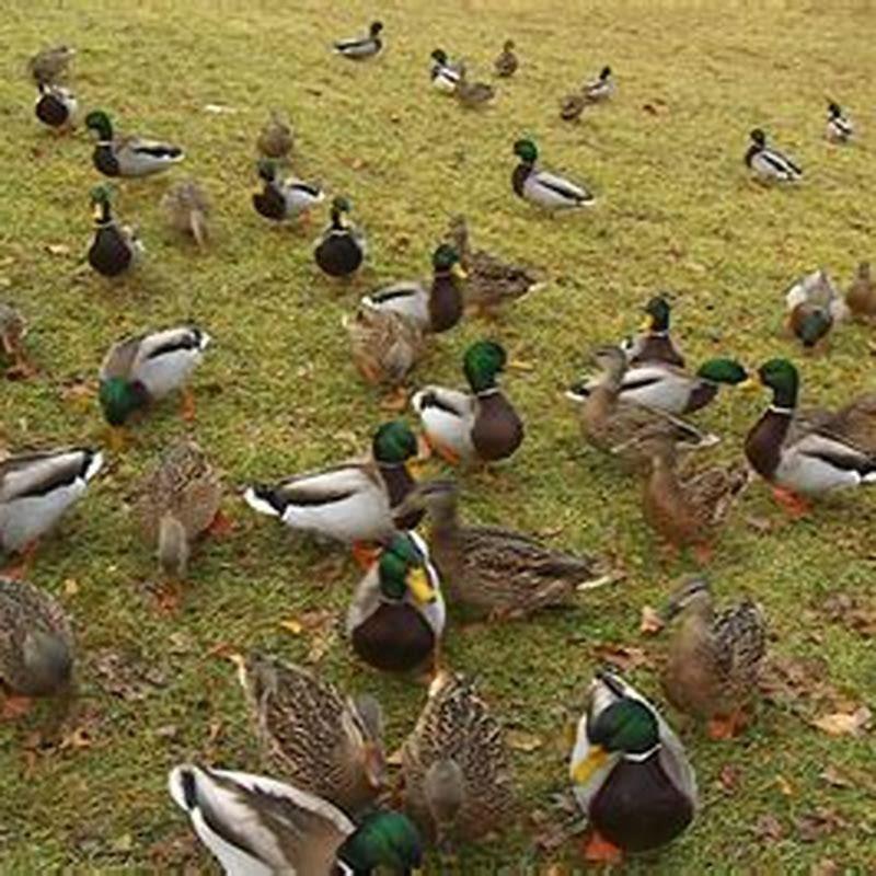 What month do most birds migrate?