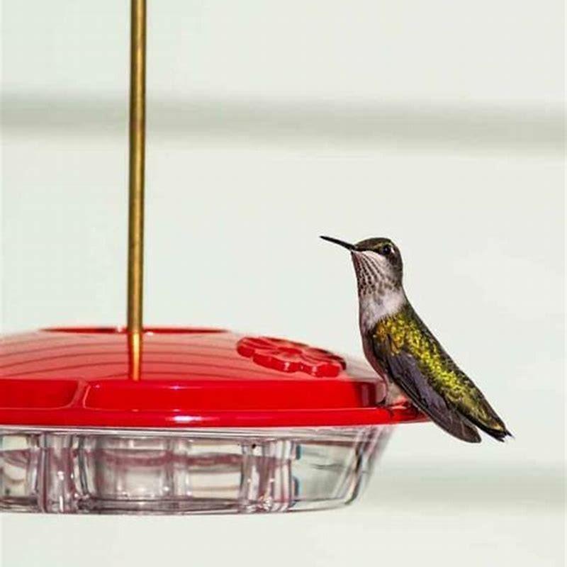 What month do you put out hummingbird feeders?