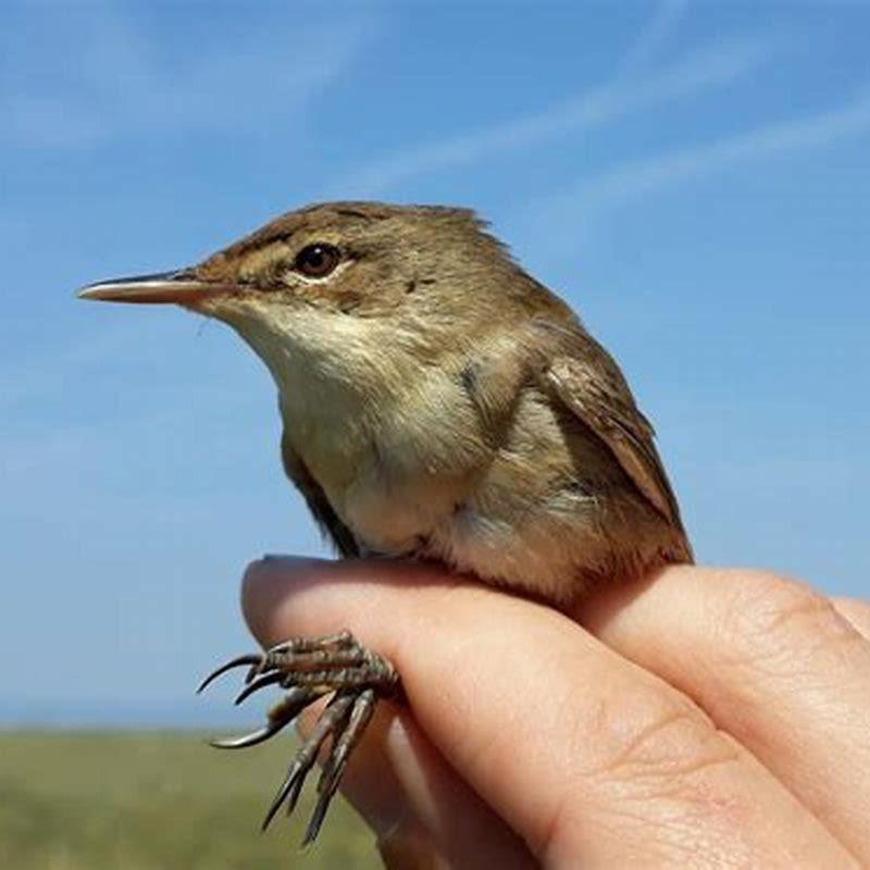 What navigational cues do birds use to migrate?