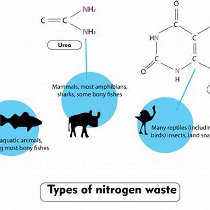 what-nitrogenous-waste-is-produced-by-birds-diy-seattle