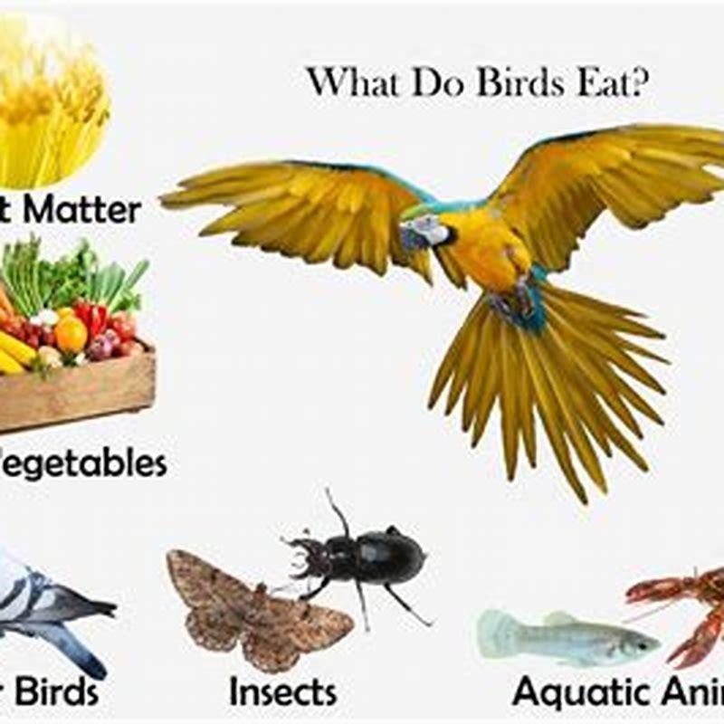 What normal food can birds eat?