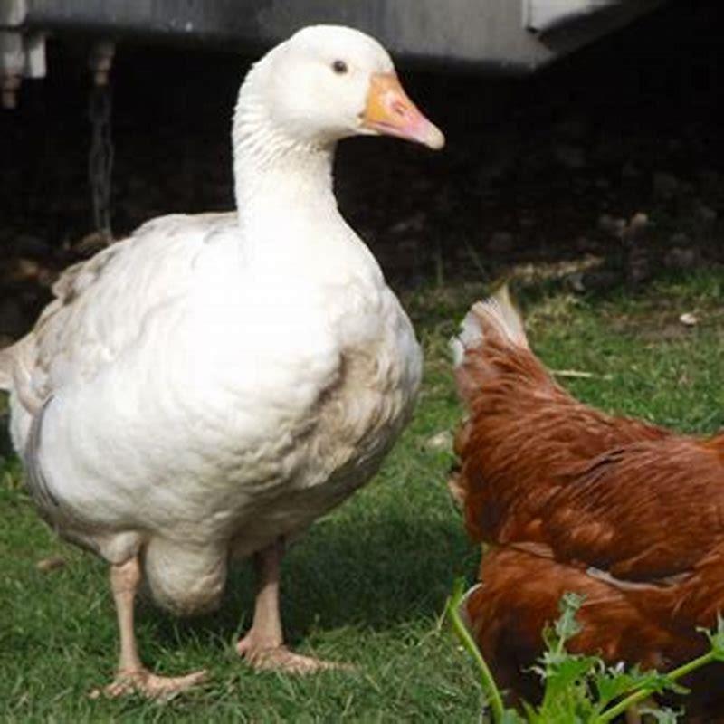 What other animals can chickens live with?