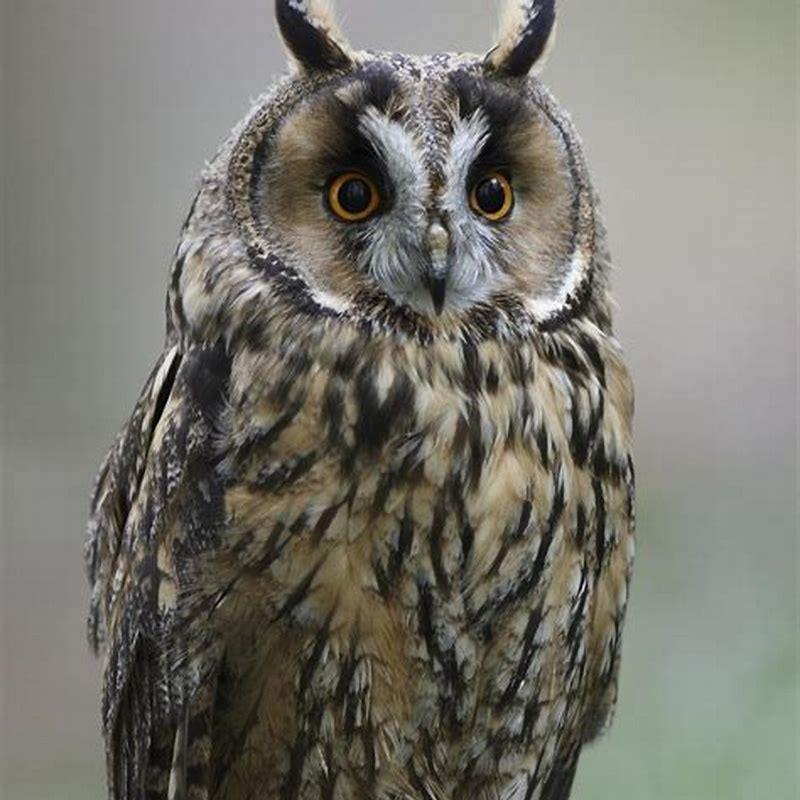What owls have long ears?