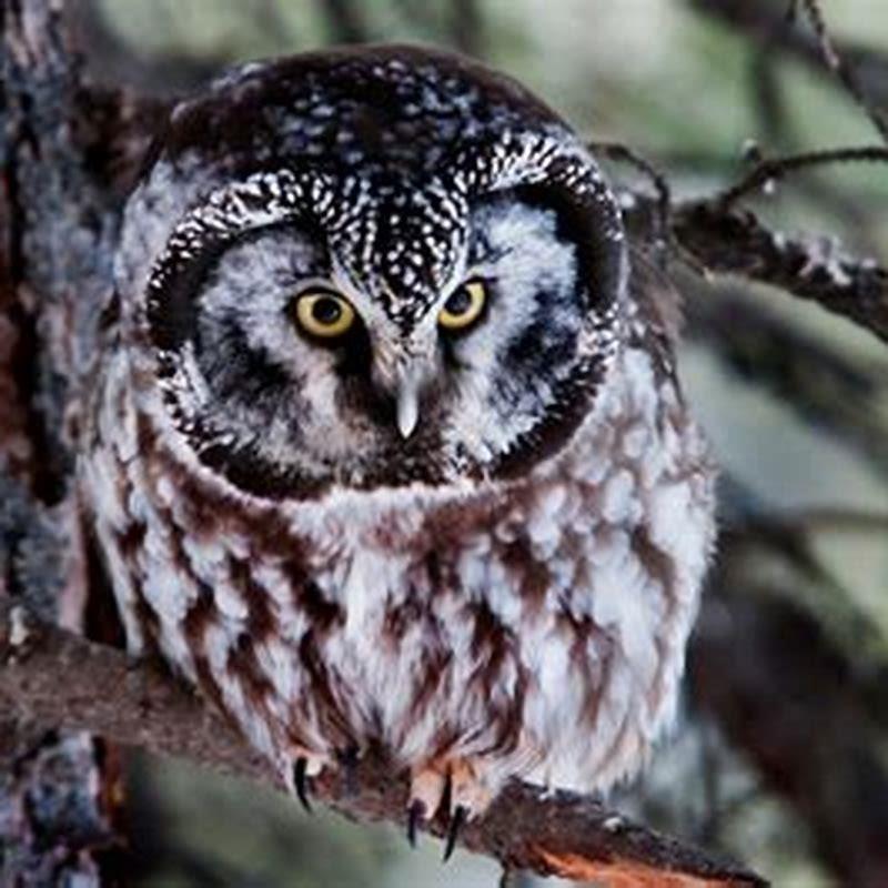 what-owls-live-in-the-boreal-forest-diy-seattle