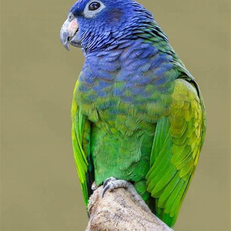 What parrot has a blue head?