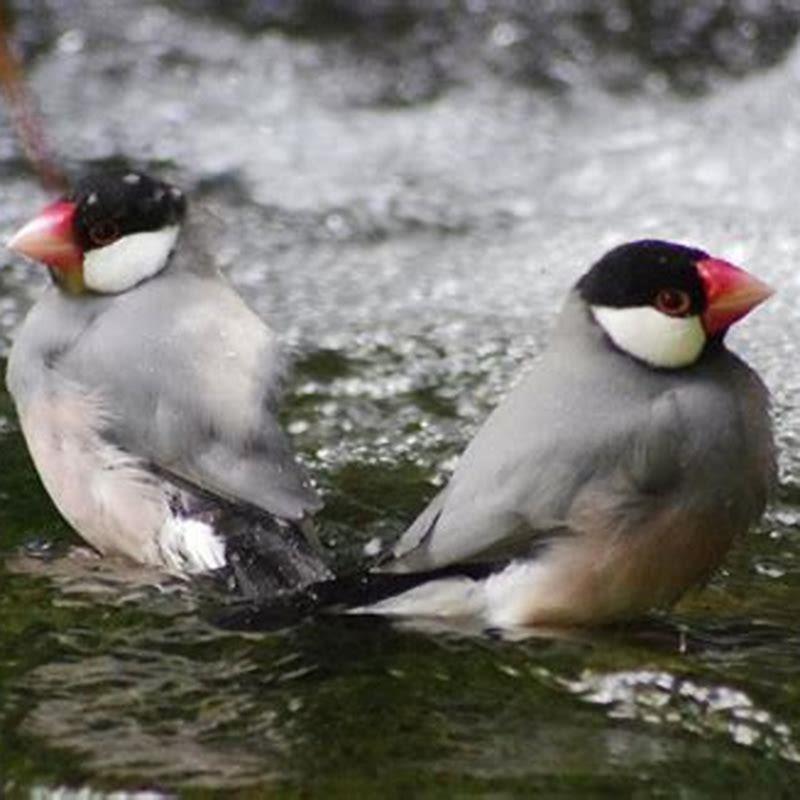 what-pet-bird-has-the-shortest-lifespan-diy-seattle