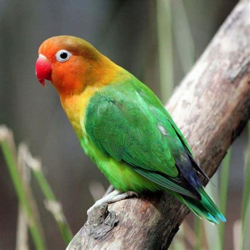 What pet birds have the most personality?