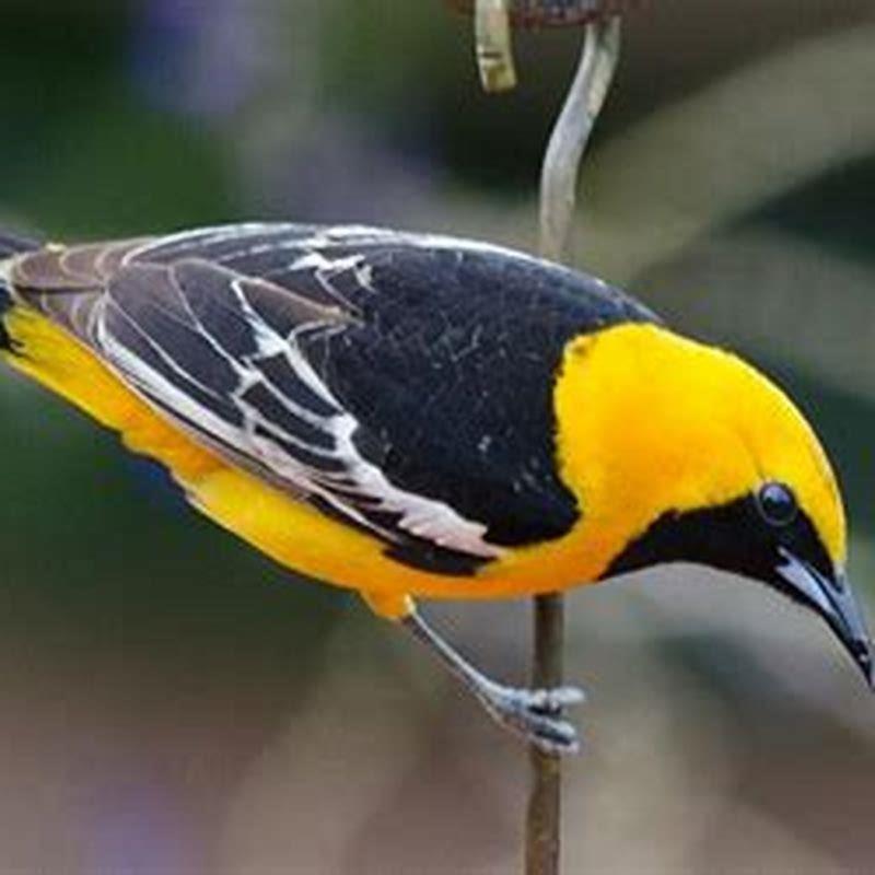 What plants do Hooded Orioles like?