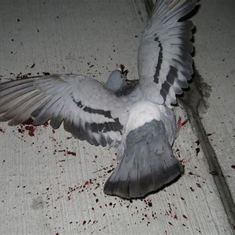 What poison kills birds?