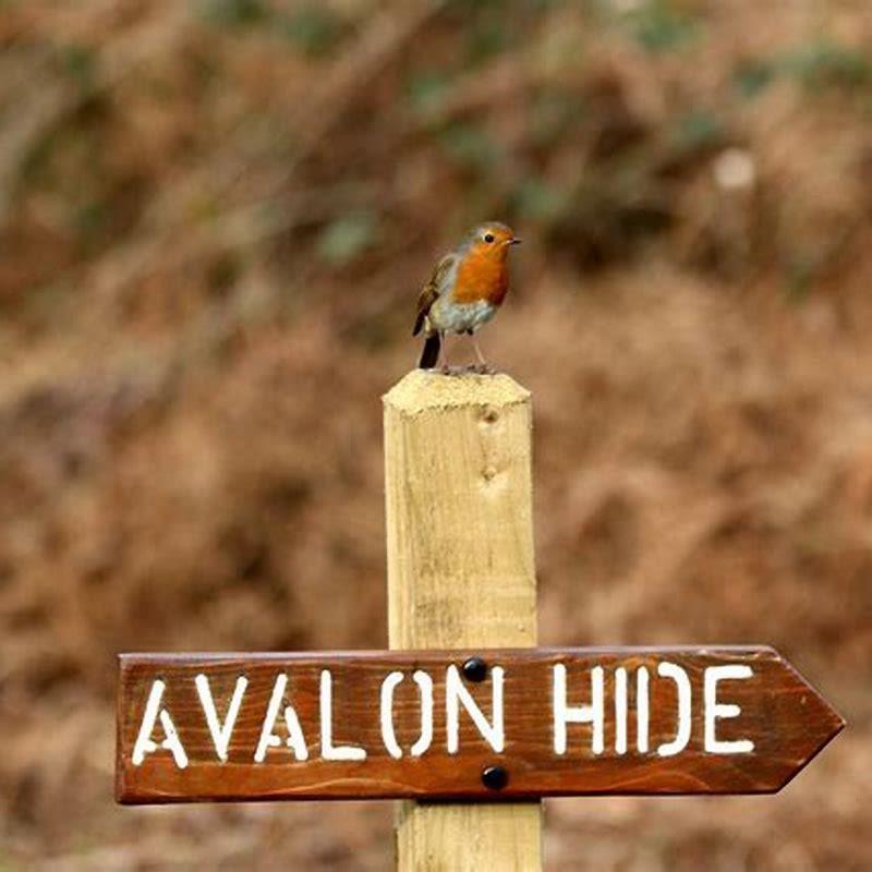 What’s the difference between a snipe and a Jack Snipe?