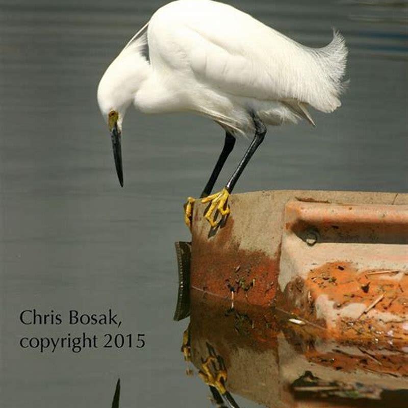 What’s the difference between an egret and a snowy egret?