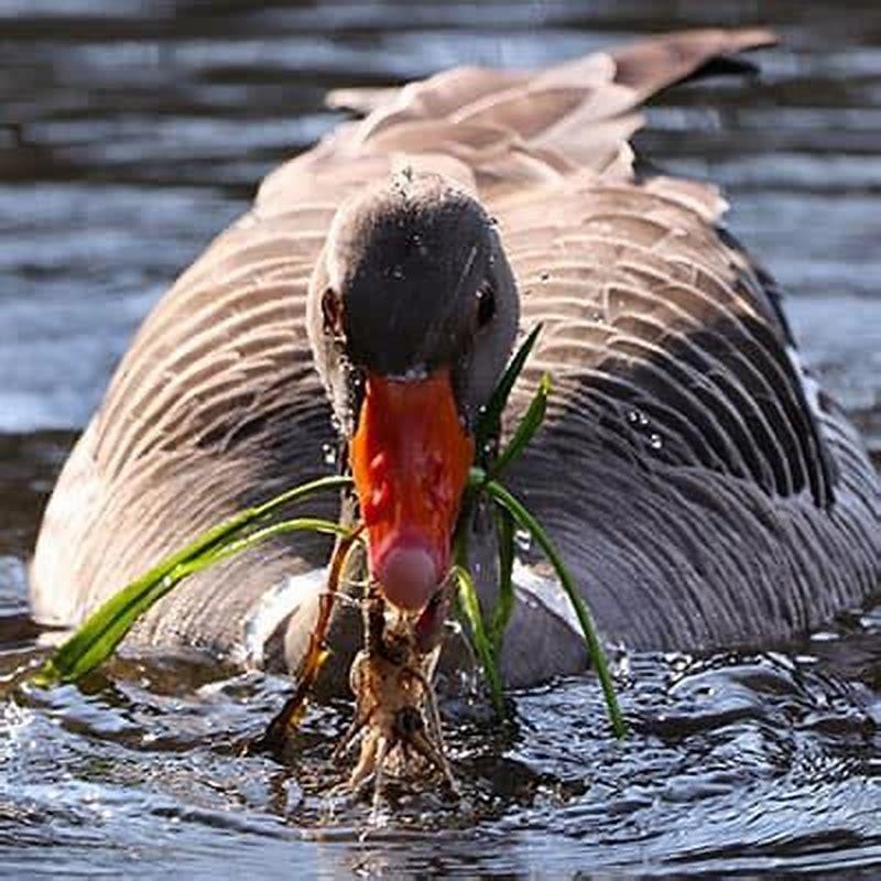 What's the difference between Trumpeter Swans and Tundra Swans? DIY