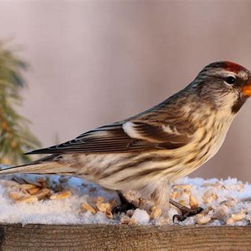 What seed do redpolls like?