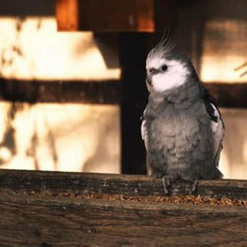 What should I do if my bird is sneezing?