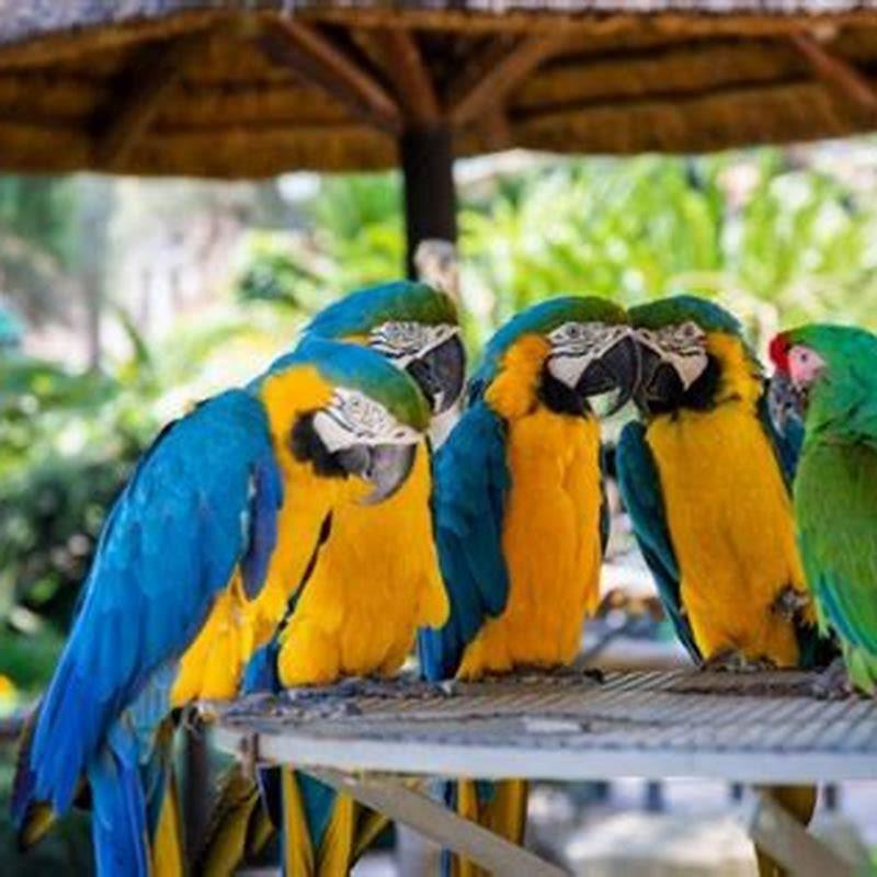 What songs do parrots like?