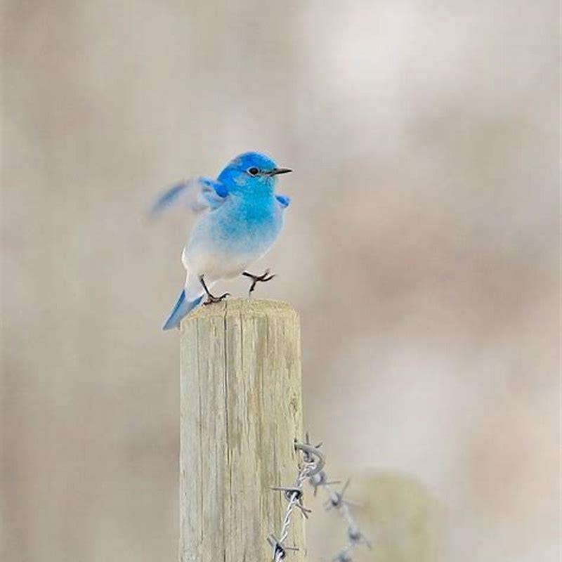 Are There Bluebirds In Ontario