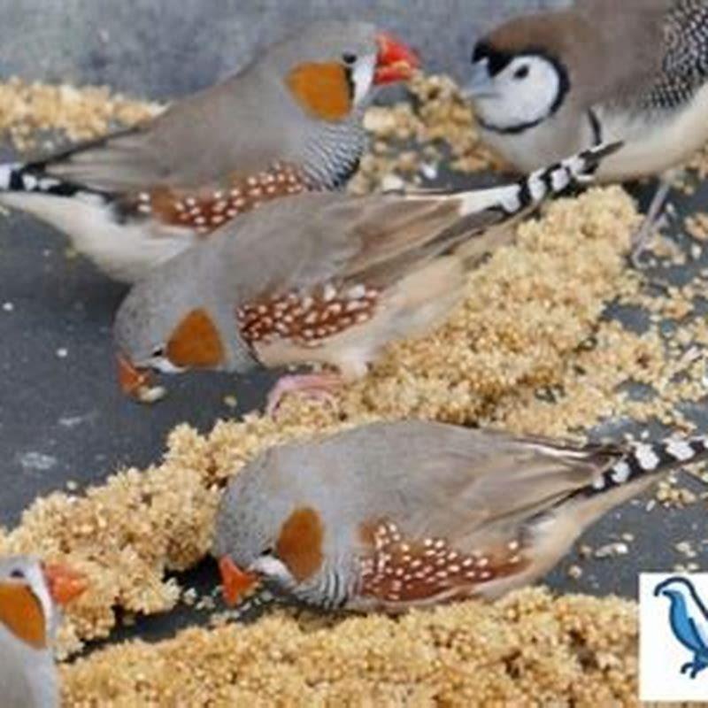What temperature can kill a bird?