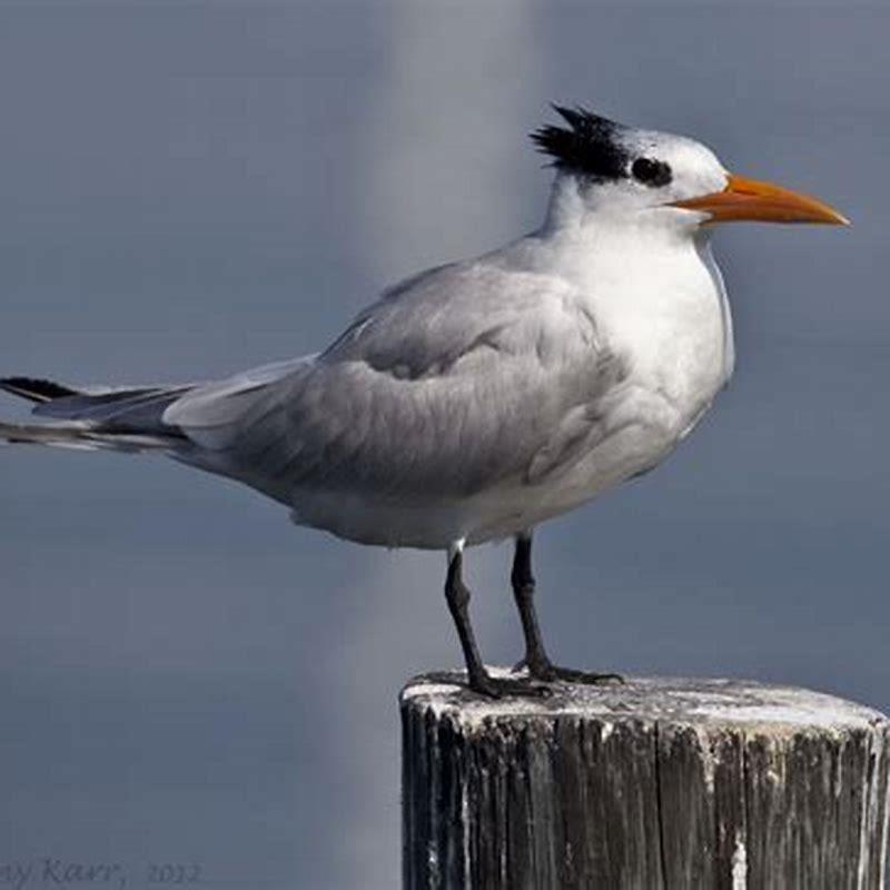 What Terns are in Florida? - DIY Seattle