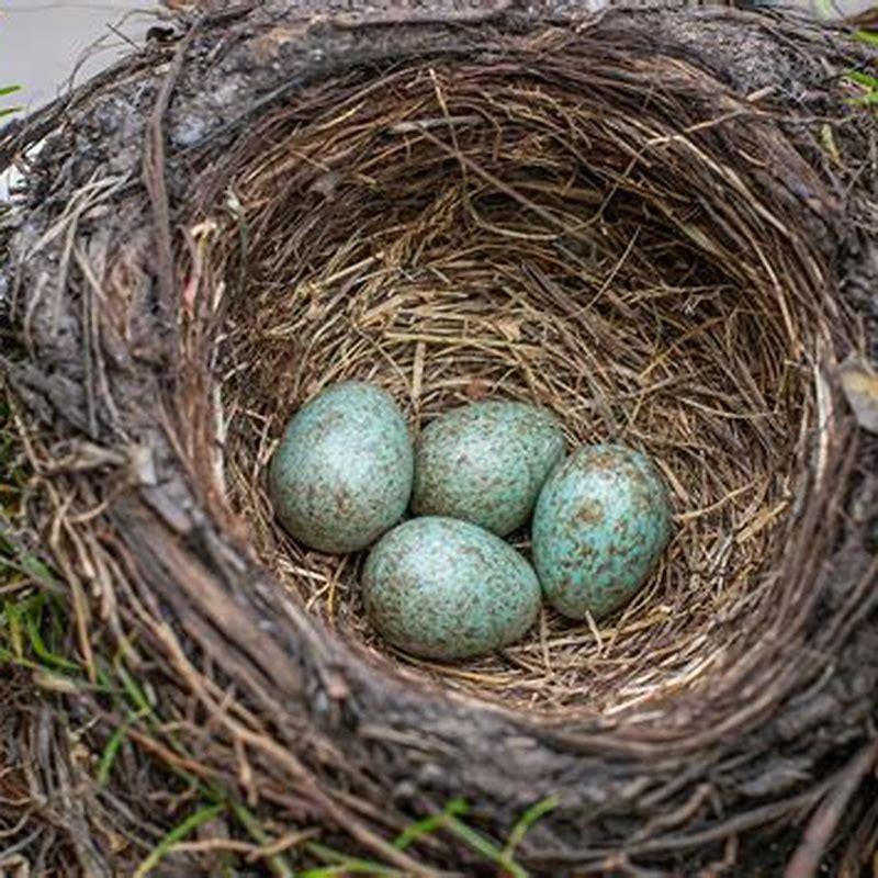 What time of day do birds eat? - DIY Seattle