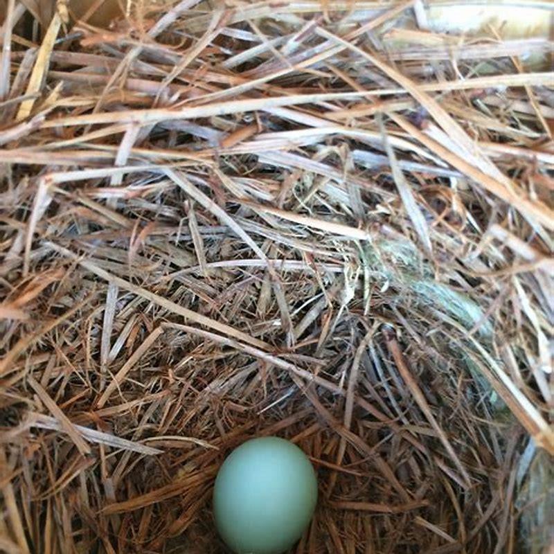 What time of year do bird eggs hatch? - DIY Seattle