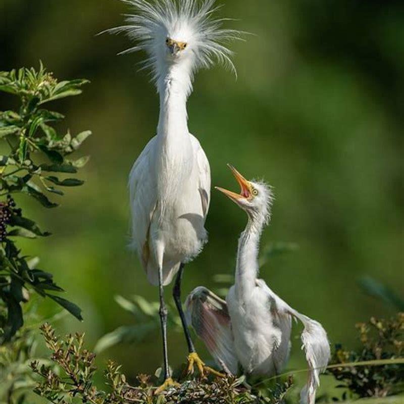 What type of animal is a snowy egret? - DIY Seattle