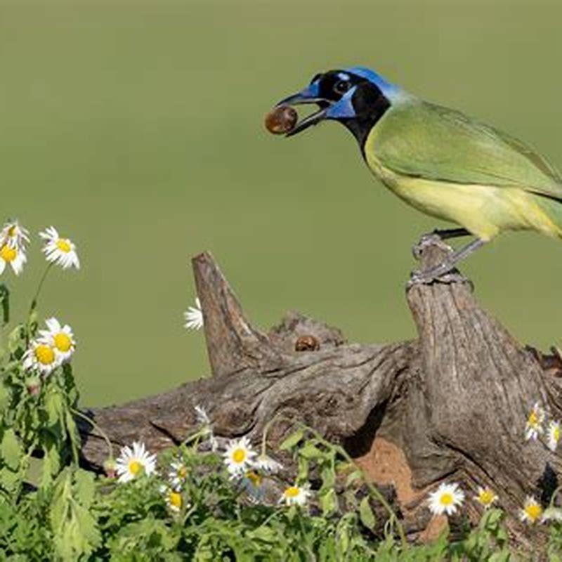 What type of bird can you teach to talk?