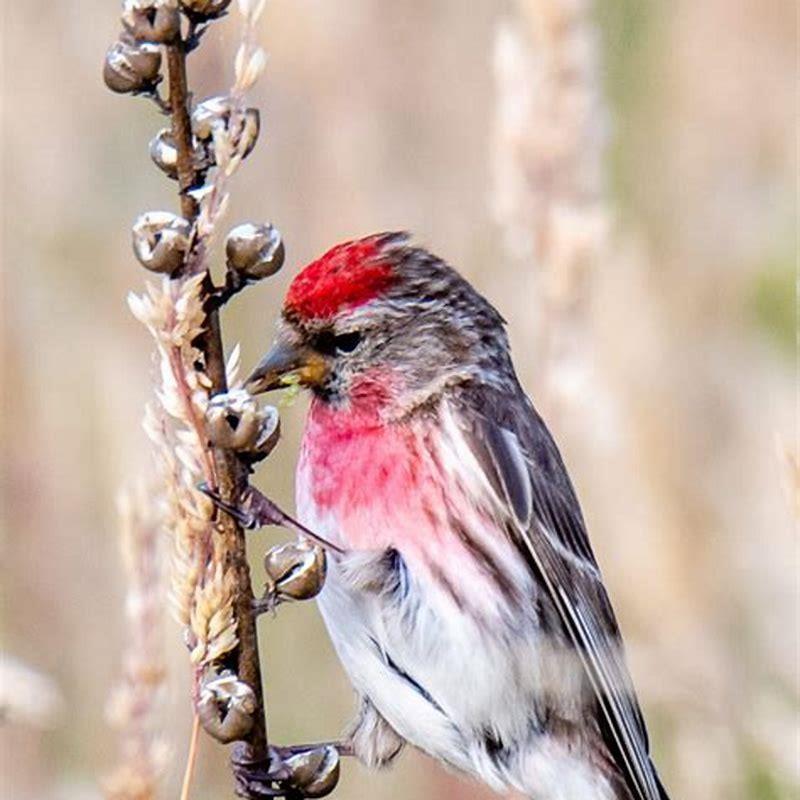 What type of bird is a redpoll?