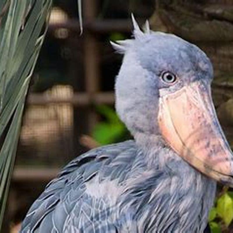 What type of birds can you train?