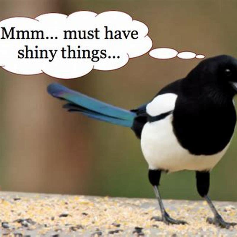 What type of birds steal shiny things? - DIY Seattle