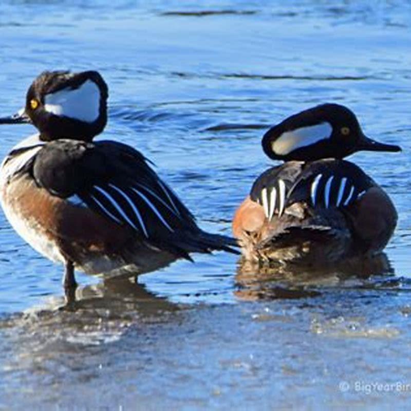 What type of duck is a hooded merganser?