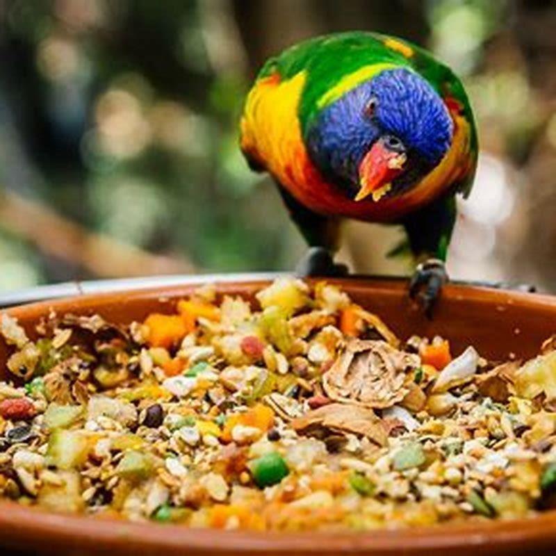 What type of food does a parrot eat?