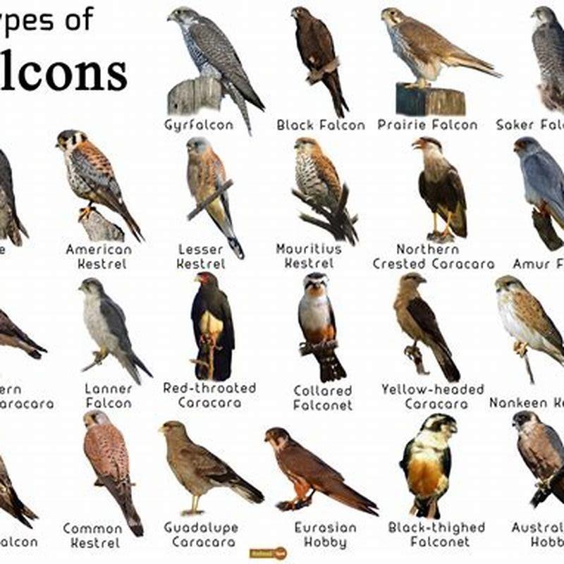 What type of phylum is a bird? - DIY Seattle